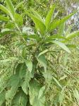 Blumea balsamifera extract